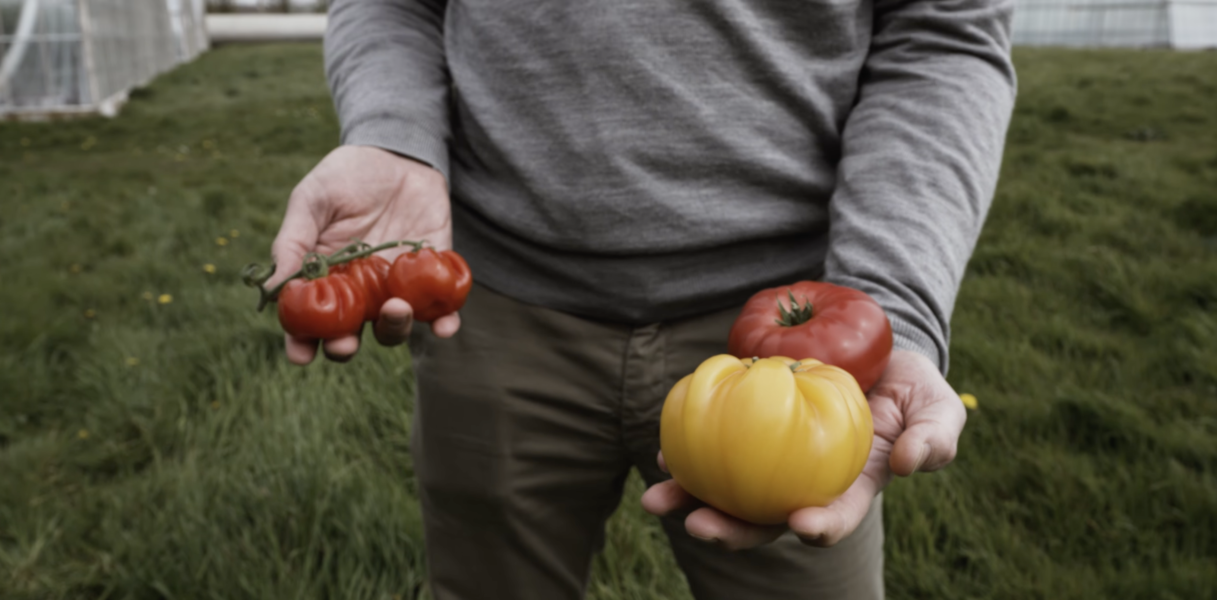 Tomatoes